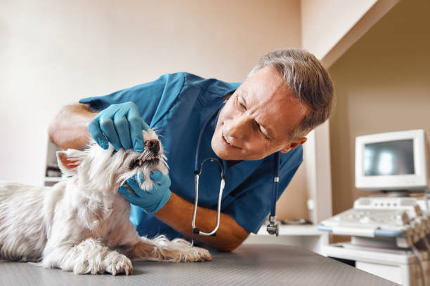 Best Pediatric Emergency Dentist in Union City, MI